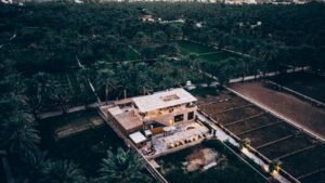How to Hire Professional Palm Tree Trimming Muscat
