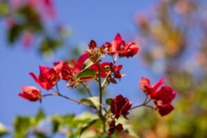 drought tolerant plants Oman: Top 10 Drought Tolerant Plants for